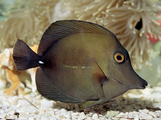 Zebrasoma scopas (Pesce chirurgo marrone)